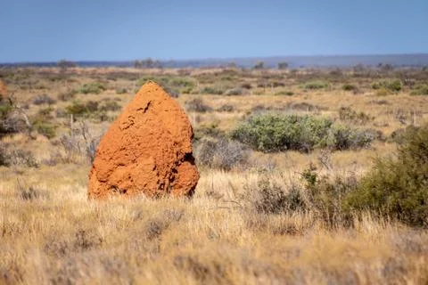 Termite hill in sunset light close to Exmouth Western Australia Stock Photos