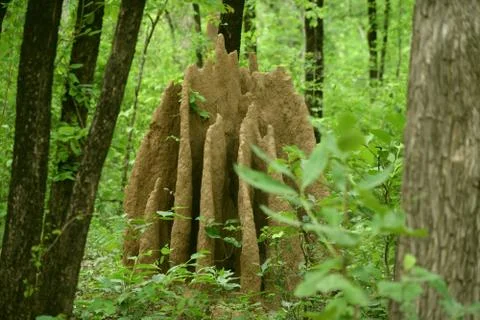 Termite house in forest Foto stock