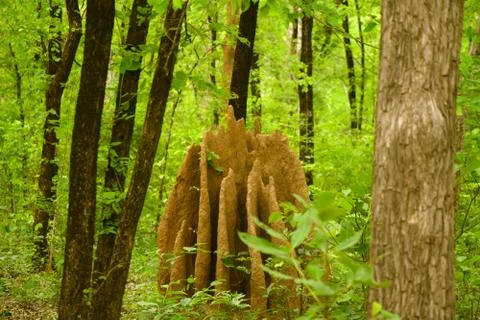 Termite house in forest Foto stock