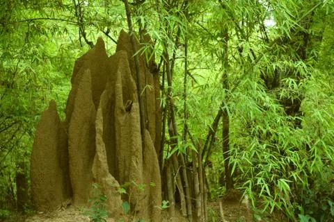 Termite house in forest Foto stock