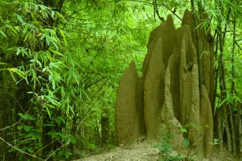 Termite house in forest Stock Photos