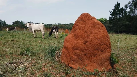 Termite ill with cows as comparsion in the background Stock-Footage 117114249