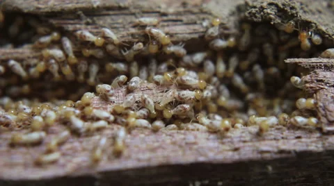 Termite Infestation Stock Footage 48642158
