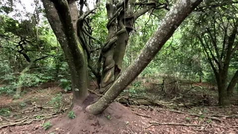 Termite Infestation in a tree Vídeo Stock 329250576