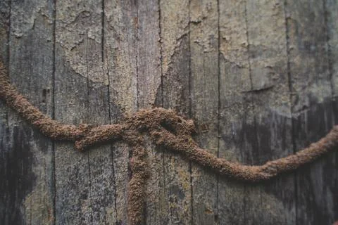 Termite Infested. Close up on termite infested wood Stock Photos