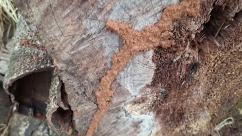 Termite-infested soil in a tree trunk	 Stock Footage 326296845