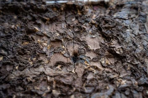Termite infested wood close up. Termite infested wood surface close up Stock Photos