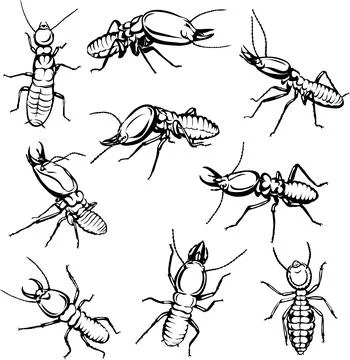 Termite, insect, crawling, black, vector, drawing, silhouette Stock Illustration