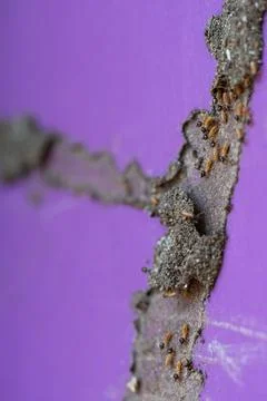 Termite insect theme Stock Photos