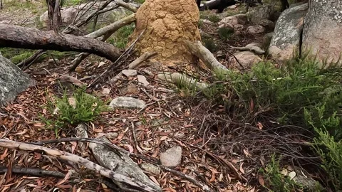 Termite Mound and Colony Close-Up in Girraween National Park, Queensland, A.. Stock Footage 312060811