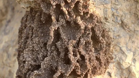 Termite Mound In Australia (2 of 4) Video stock 85337036