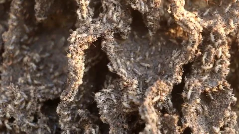 Termite Mound In Australia (3 of 4) Stock Footage 85337032