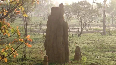 Termite Mound In Australia (4 in 1 file) Stock Footage 85337076