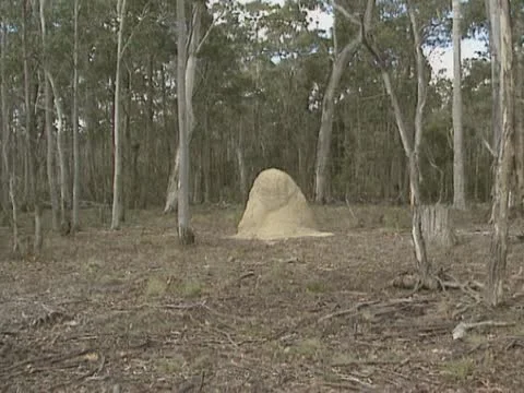 A termite mound in Australia  - zoom in Stock Footage 22244398