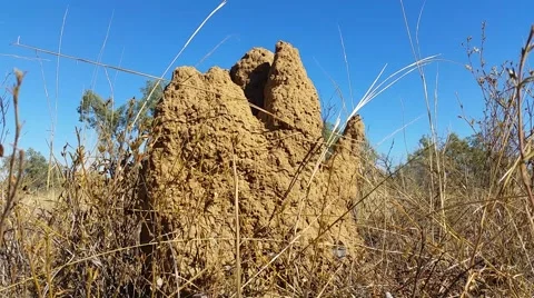 Termite Mound Australian Outback Stock Footage 40571750