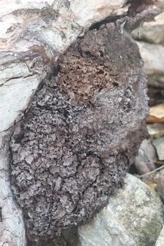 Termite mound built on tree root in forest 库存照片