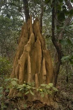 Termite mound in the deciduous forest of Chitwan National Park, Nepal Stock Photos