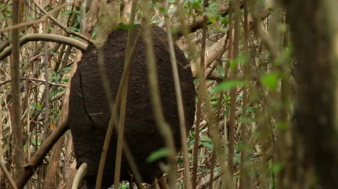 Termite Mound Video stock 1002303