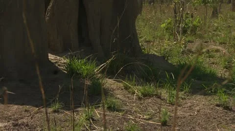 Termite Mound Stock Footage 12491656