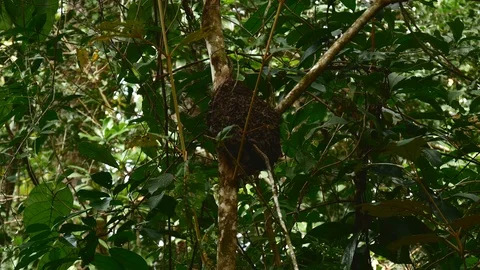 Termite mound Stock Footage 126726327