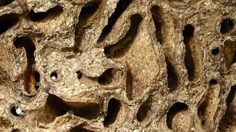 Termite mound 스톡 동영상 274115196