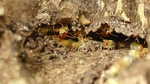 Termite mound 스톡 동영상 274339861