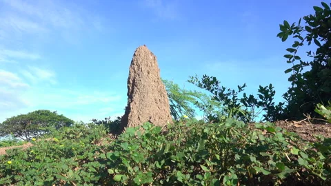 Termite mound 스톡 동영상 274379086