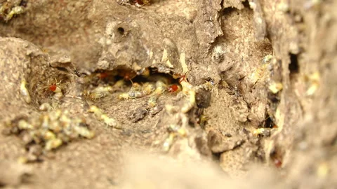 Termite mound 스톡 동영상 291662066