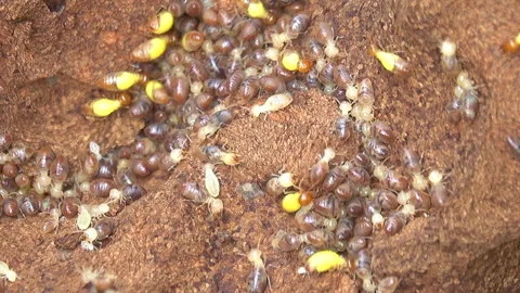 Termite mound 스톡 동영상 297604383