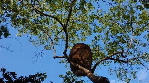 Termite mound high in the canopy of a leafy tree in the Araripe National Fore Stock Photos