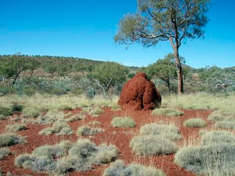 Termite mound in the landscape Stock Photos