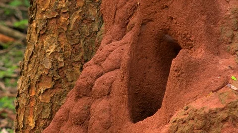 Termite mound or nest built in middle of tropical forest Stock Footage 93574529
