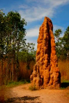 Termite Mound Stock Photos