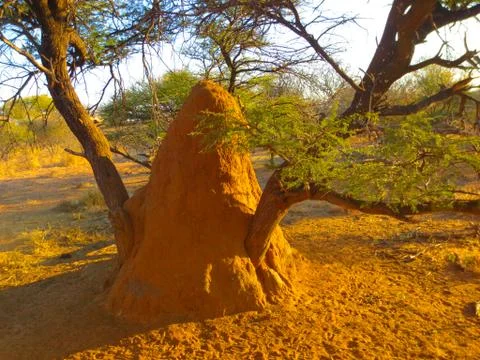 Termite mound Stock Photos