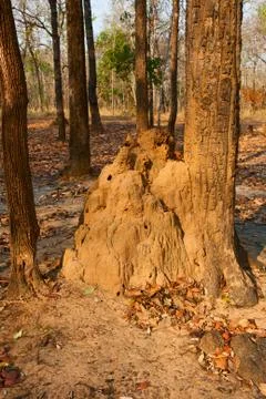 Termite mound Stock Photos