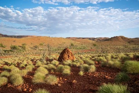 Termite mound standing in pilbara outback landscape Stock Photos