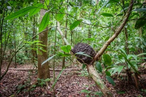 Termite mound on tree in the forest Stock Photos