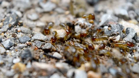 Termite mounds Stock Footage 115562842