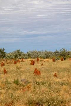 Termite mounds. 写真素材