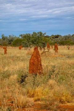 Termite mounds. 스톡 사진