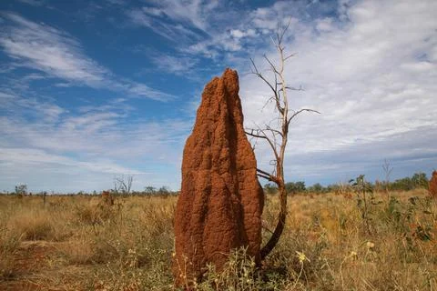 Termite mounds. Stock Photos