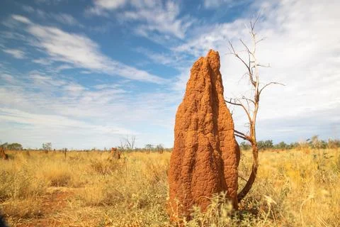 Termite mounds. Foto stock