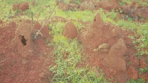 Termite mounds in red soil and vegetation in India Stock Footage 344484177