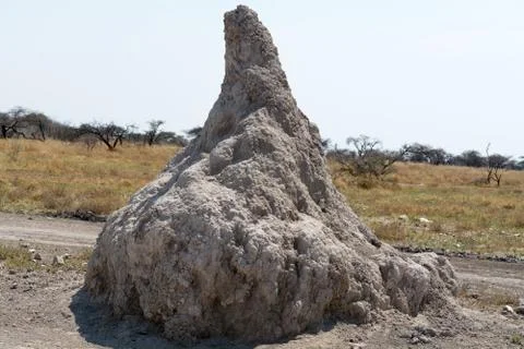 Termite Mount Stock Photos