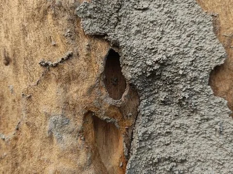Termite Mud Nest on Weathered Tree Trunk. Rough Soil Mound Surface Texture Stock Photos