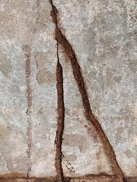 Termite mud tubes built on rough concrete wall surface Stock Photos
