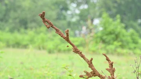 Termite mud tubes covered dry plant branches in green fields. 動画素材 341996778
