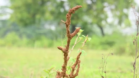 Termite mud tubes covered dry plant branches in green fields. Stock Footage 341996779
