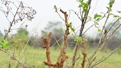 Termite mud tubes covered dry plant branches in green fields. Stock Footage 341996780