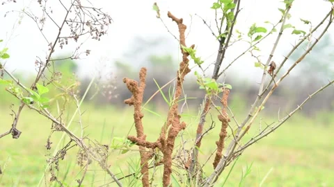 Termite mud tubes covered dry plant branches in green fields. Stock Footage 341996783